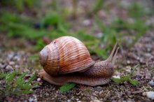 Snail / ***
