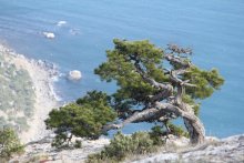 Trees of the Crimea / ***