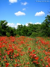 Do you dream of an attack ..... / ***