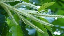 Chestnut / ***