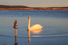 Swan / Canon 550D