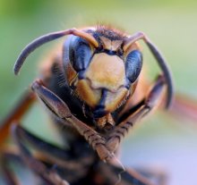 Portrait of a wasp / ***