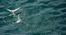 Seagull in the ocean / ***