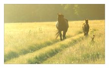 The fact that birds are not afraid of horses ... / ***