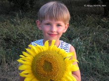 Sunflowers / ***
