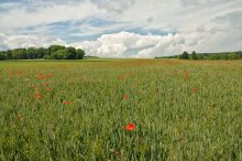 The June Field / ***