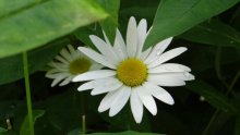 Drops of dew on the white petals / ***