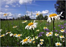 The June meadow / ***