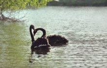 Black Swans ... / ***