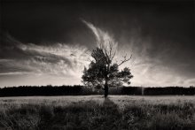 Photo of sunset from the shadow of an old oak tree / ***