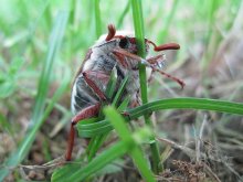 Cockchafer / ***