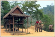 Walk on elephants in Laos / ***