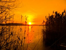 Reed in the winter / ***