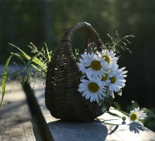 Chamomile Evening / .........................