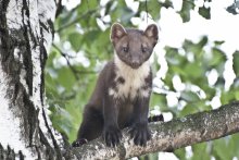 Marten / ***