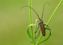Musk beetle / ***