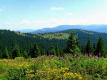 Carpathians / ***