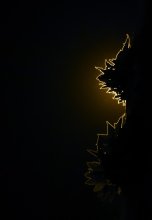 fresh foliage / ....