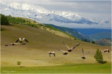 Kurai steppe birds / ***