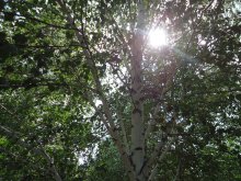 birch / ***