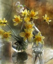 of daffodils and spring / ***