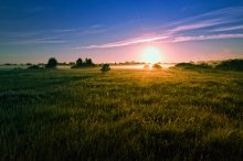 In the morning on a meadow / ***