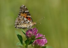 Painted lady / ***