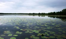 The kingdom of water lilies / _______________*