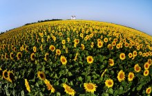 Sunflowers. / ***