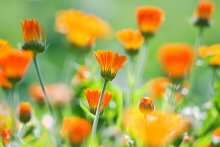 Dacha flowers / *** ***