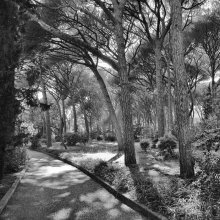 pine / ***