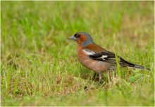 About the chaffinch / -----------