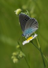 Copper-butterfly / ***