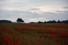 The field of poppies near the villages Migleni / ***