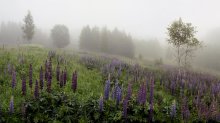 &quot;Fog and lupine&quot; / ***