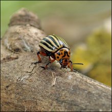 Full-time companion ... / ***