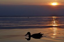 Sunset Duck / -------