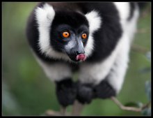 Black and White Lemur / ***