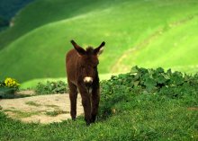 Sad little donkey. / ***