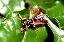 Wasp / ***