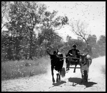 A flock of locusts .. / ***