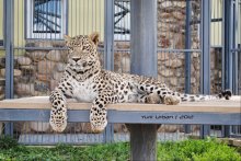 The Persian leopard / ***