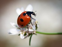 Ladybird / ***