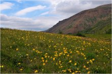 July in Taimyr / ***