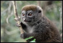 Bamboo Lemur / ***