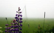Skvoe fog / ***