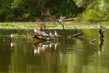 Birds gatherings (Option 2) / .............