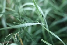 Macro (TpaBa) / canon 50 1.8