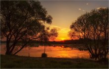 Willows at Sunset / ***