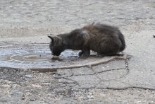 Cat on the hatch / Canon 550D + Canon 135L